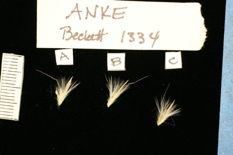 Andropogon kelleri photo 4