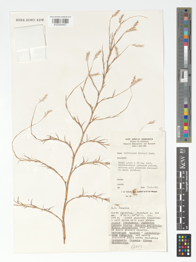 Andropogon kelleri photo 5