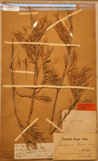 Andropogon kelleri