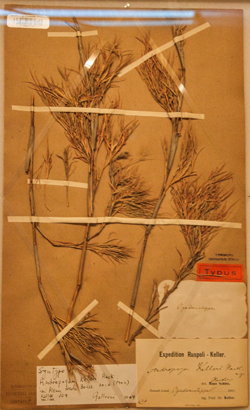 Andropogon kelleri