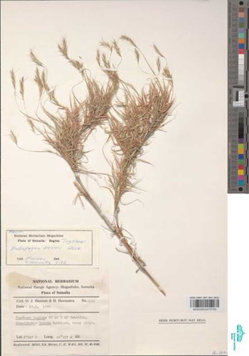Andropogon kelleri