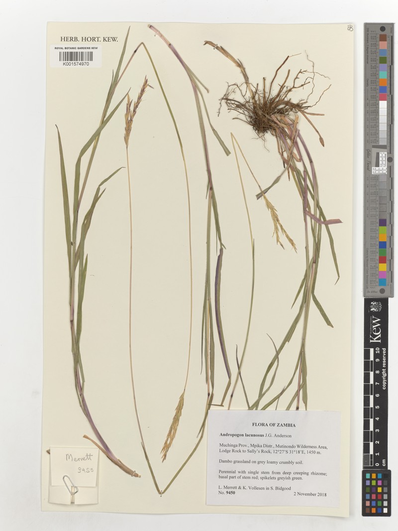 Andropogon lacunosus