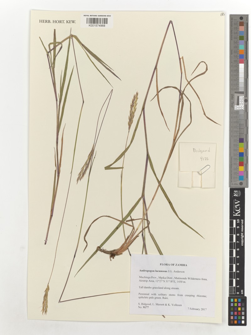 Andropogon lacunosus photo 2