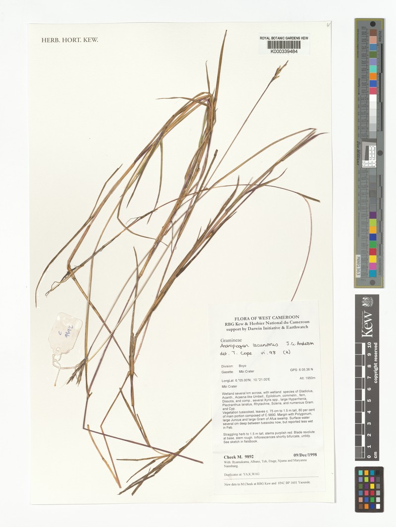 Andropogon lacunosus photo 3