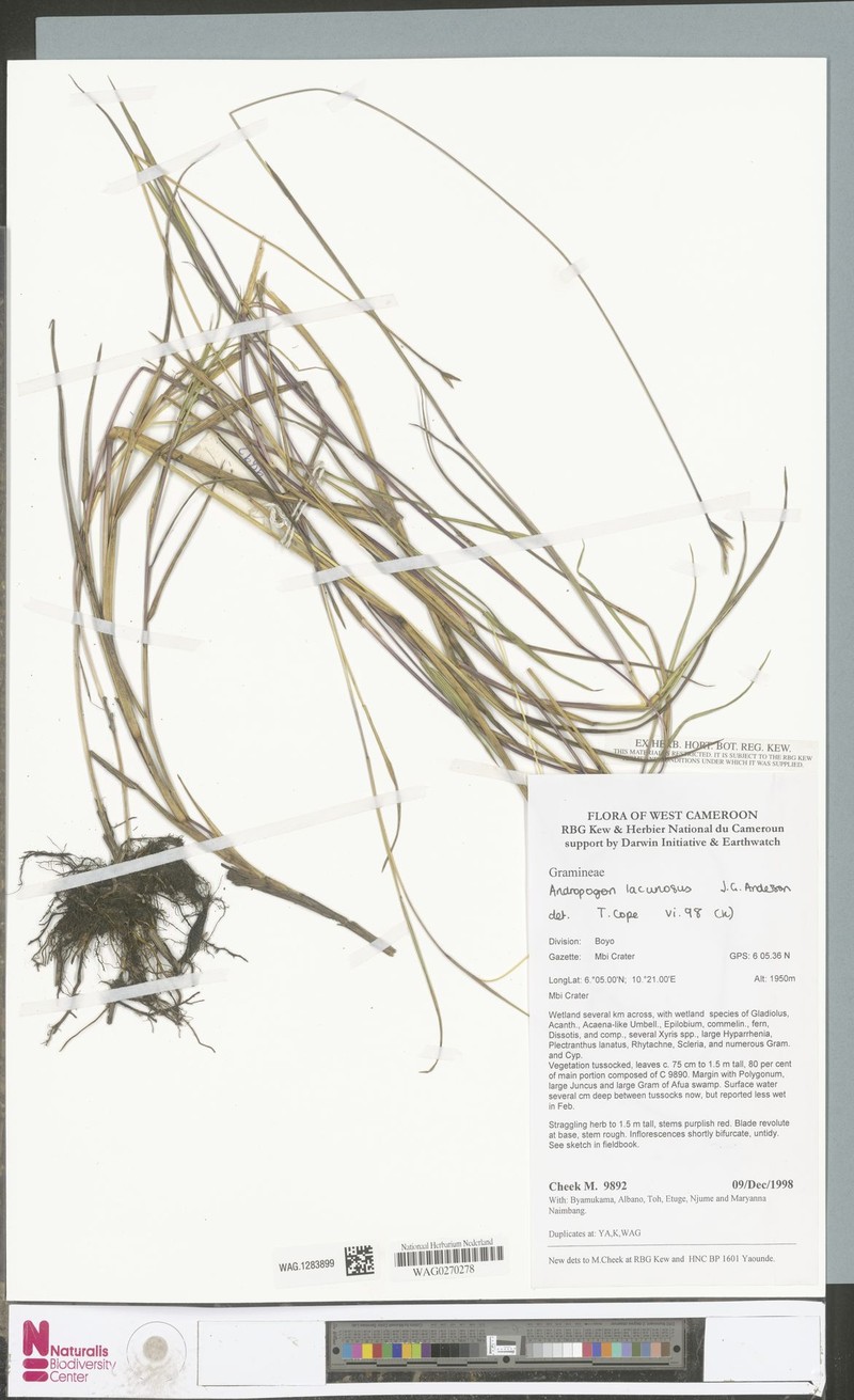 Andropogon lacunosus photo 4