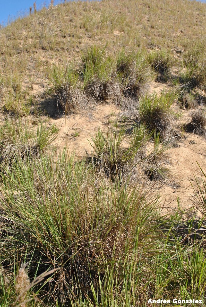 Andropogon lateralis