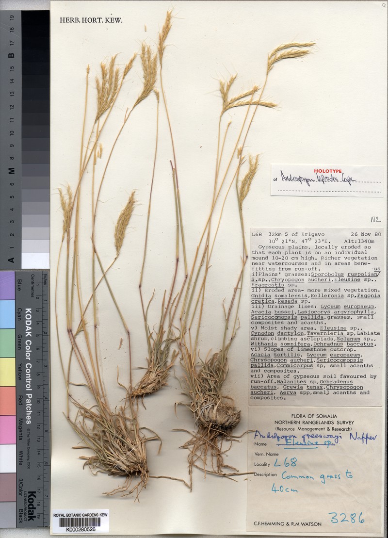 Andropogon leprodes