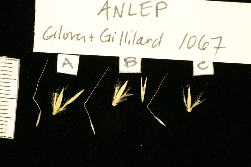 Andropogon leprodes photo 2