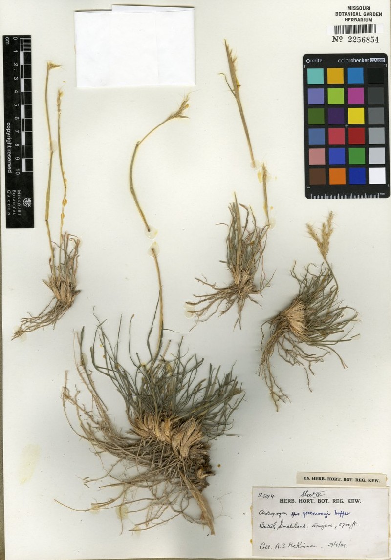 Andropogon leprodes photo 3