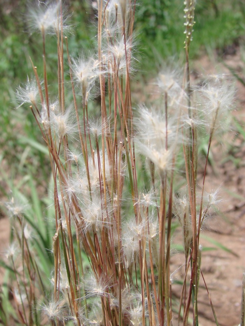 Matojillo Bluestem