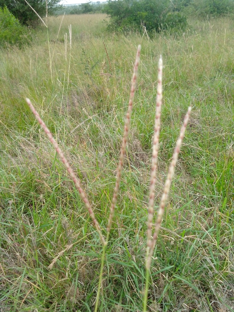 Andropogon lima