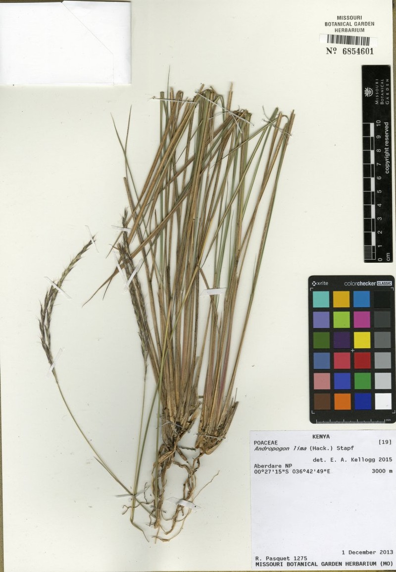 Andropogon lima photo 2