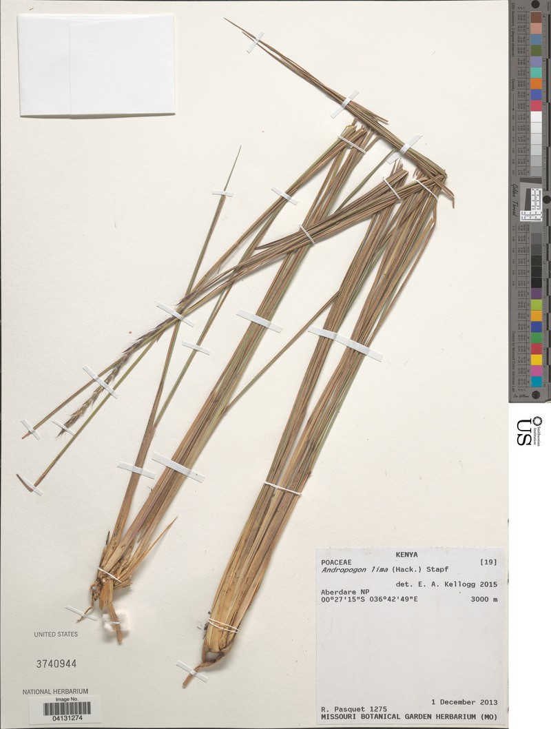 Andropogon lima photo 3