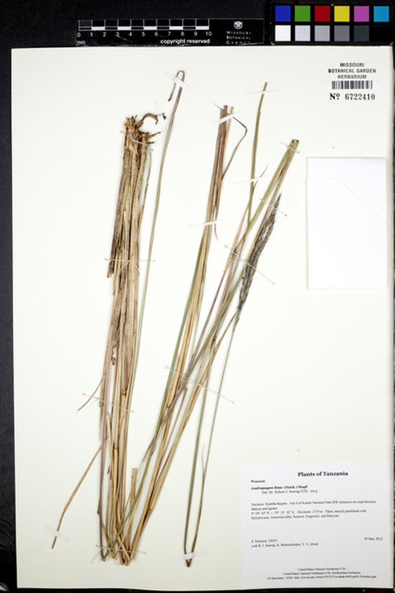 Andropogon lima photo 4