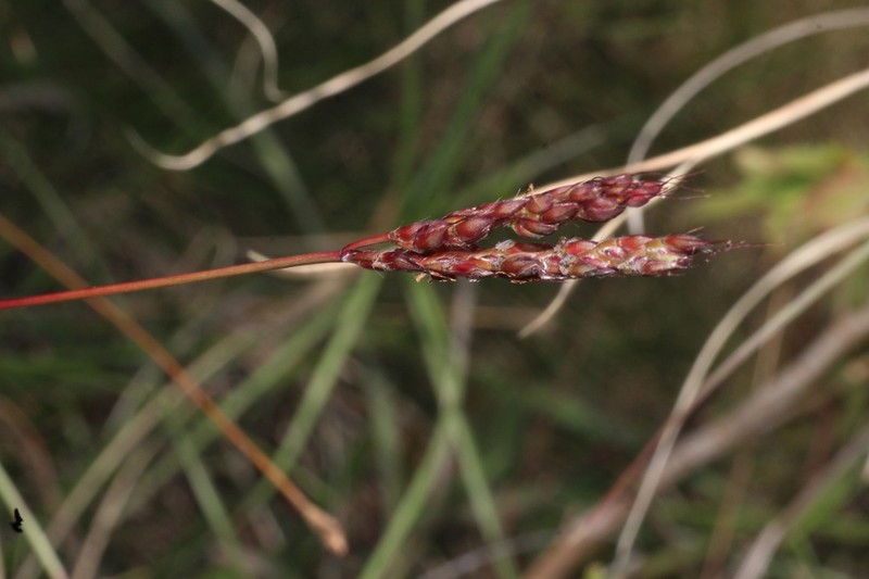 Andropogon lividus