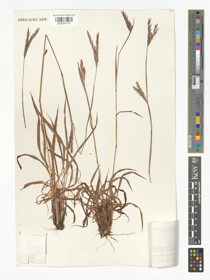 Andropogon lividus photo 3