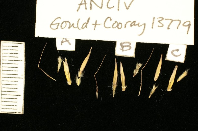 Andropogon lividus photo 4