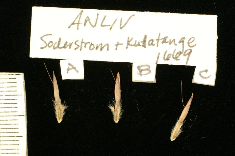 Andropogon lividus photo 5