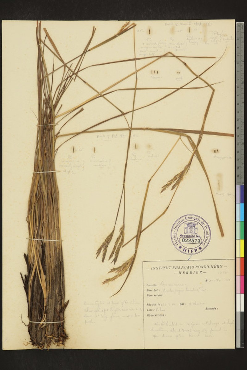 Andropogon lividus