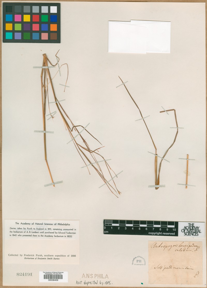 Andropogon longipes