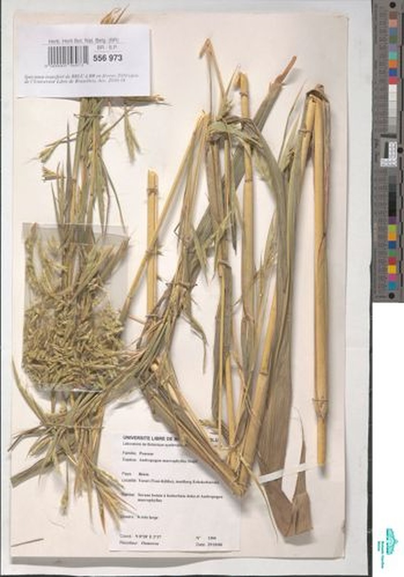 Andropogon macrophyllus
