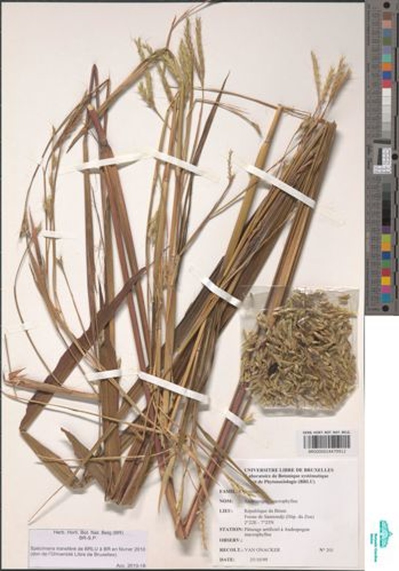 Andropogon macrophyllus photo 2