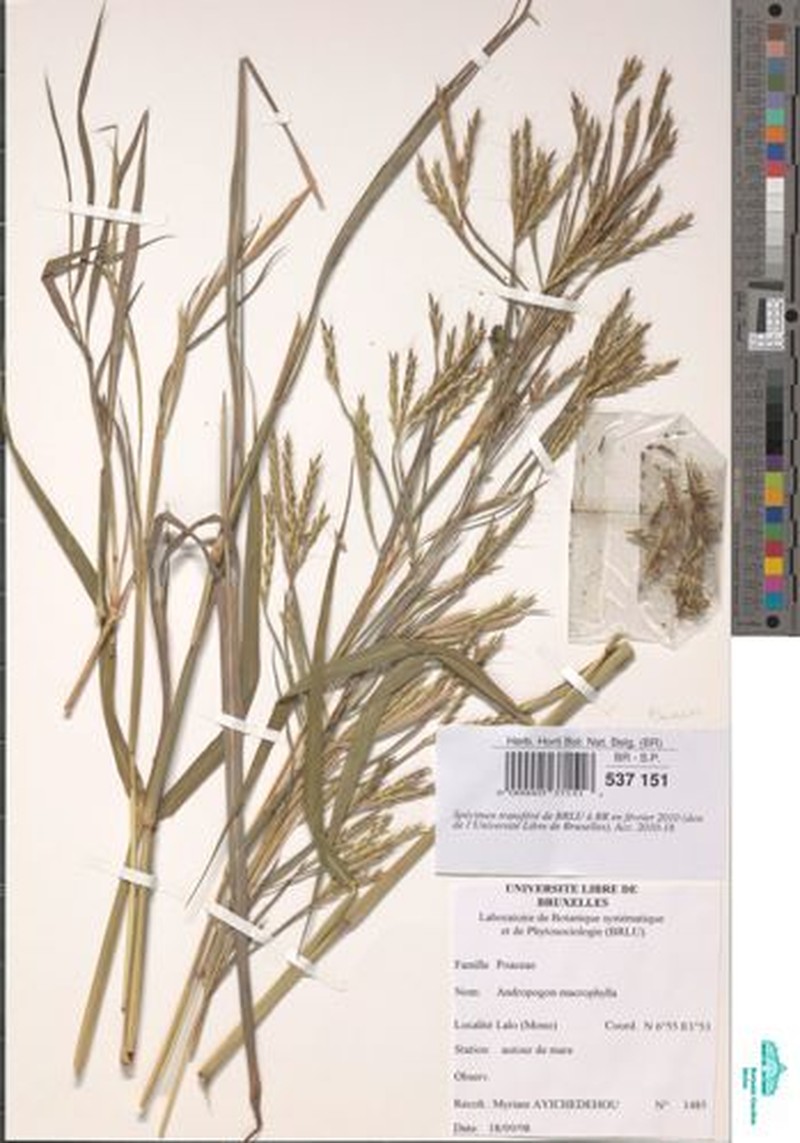 Andropogon macrophyllus photo 3