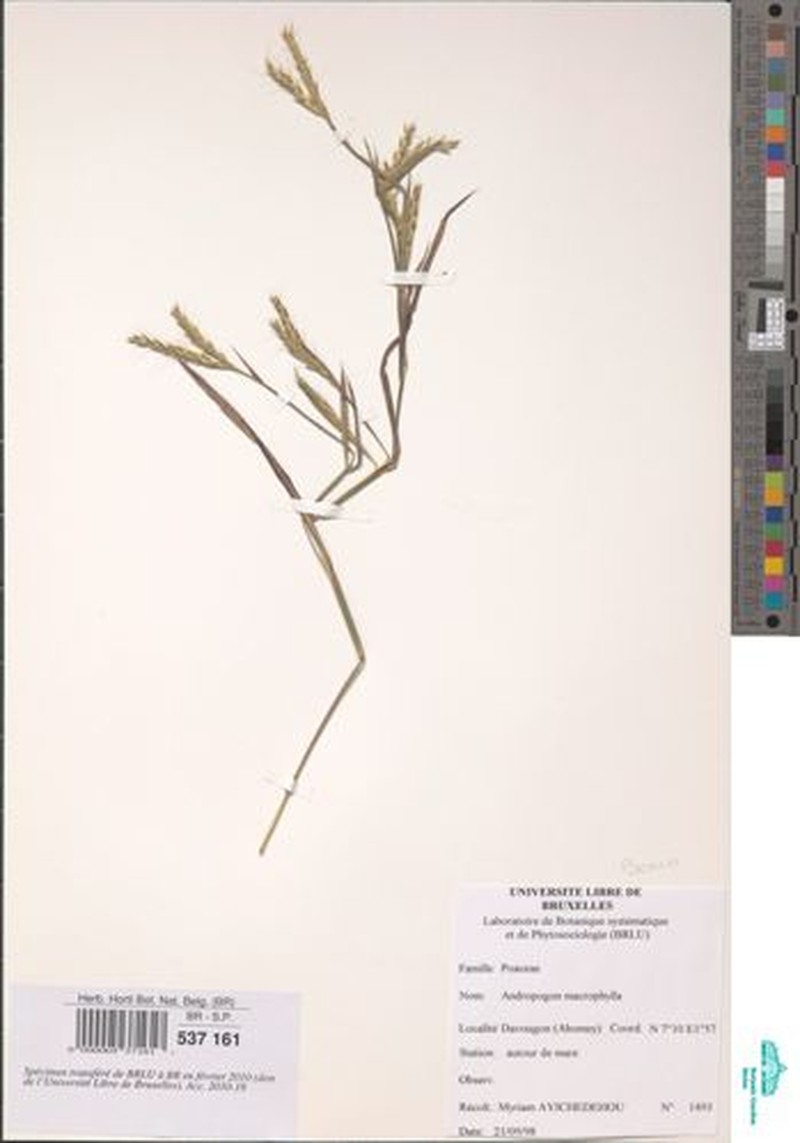 Andropogon macrophyllus photo 4