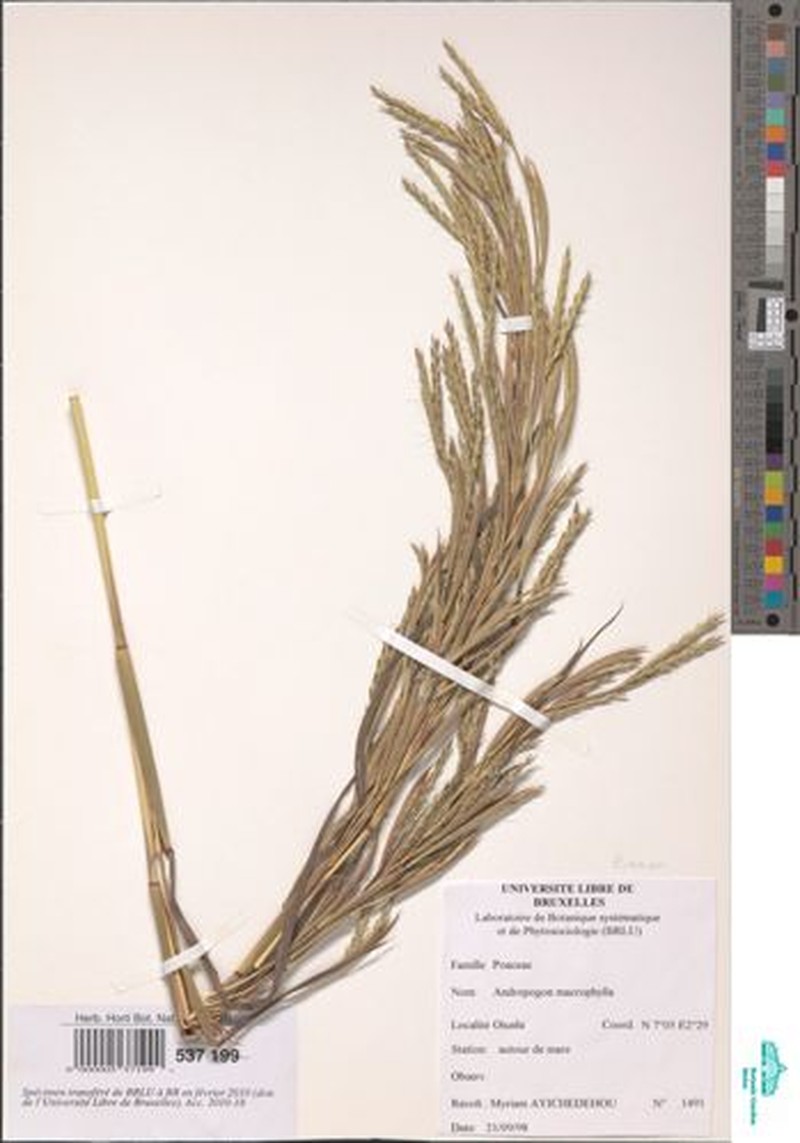 Andropogon macrophyllus photo 5