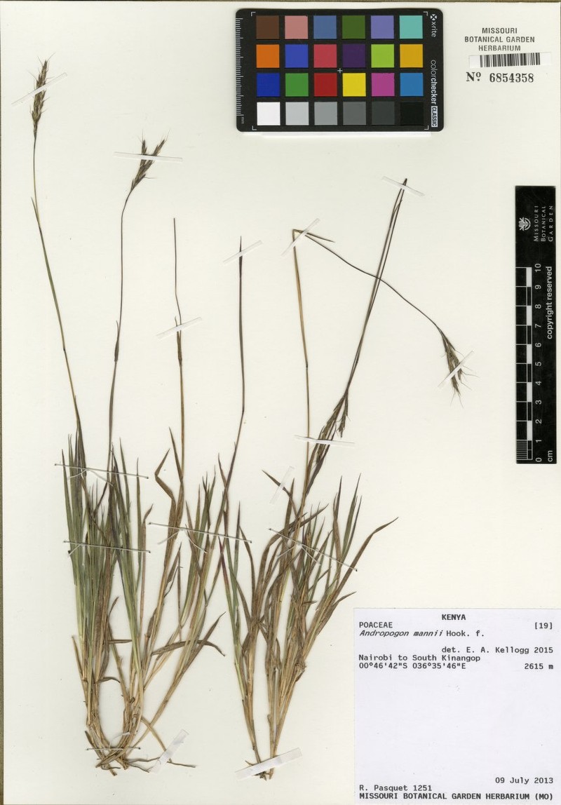 Andropogon mannii