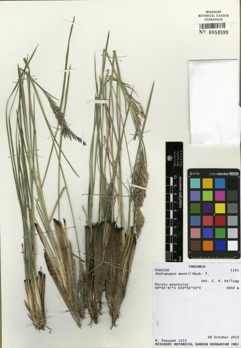 Andropogon mannii photo 2