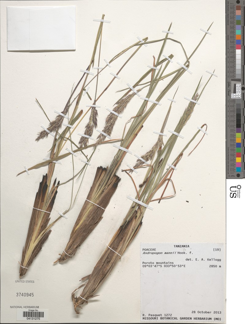 Andropogon mannii photo 3