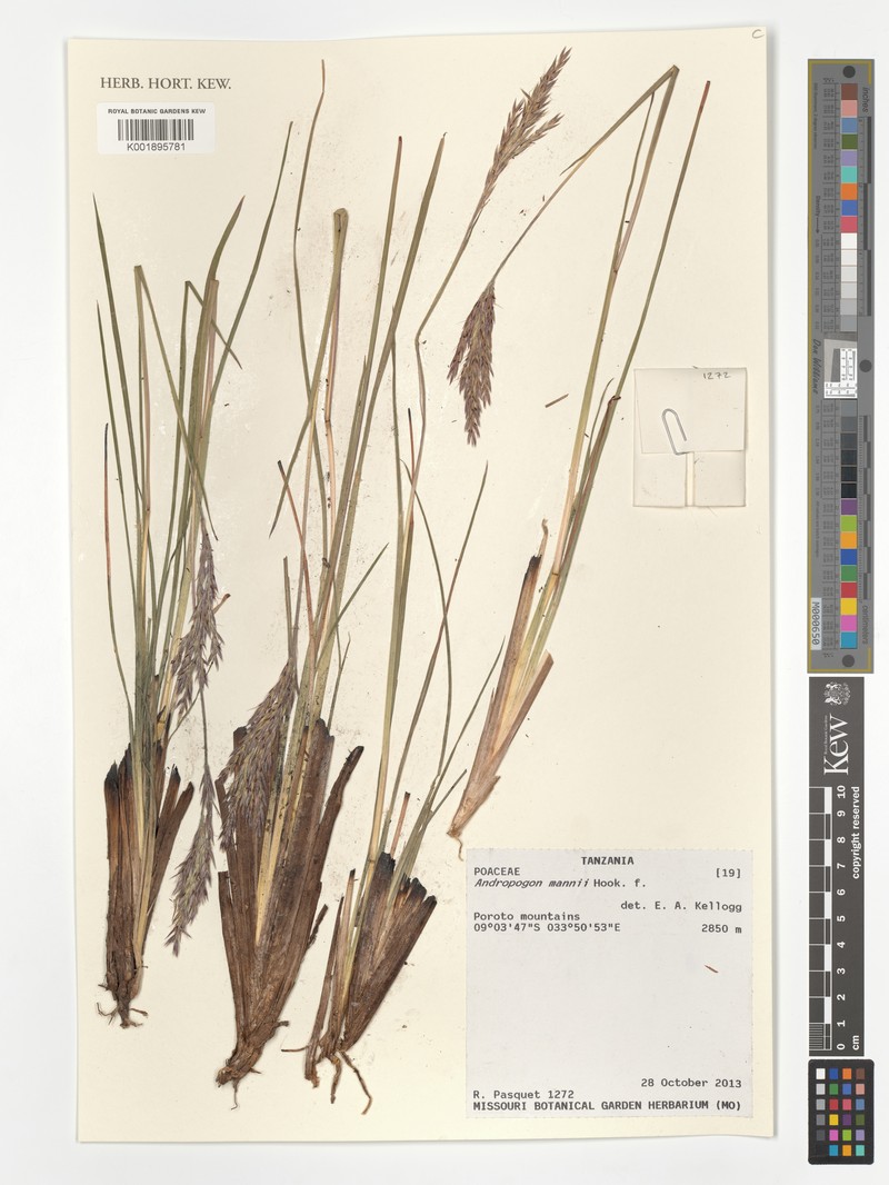 Andropogon mannii photo 4