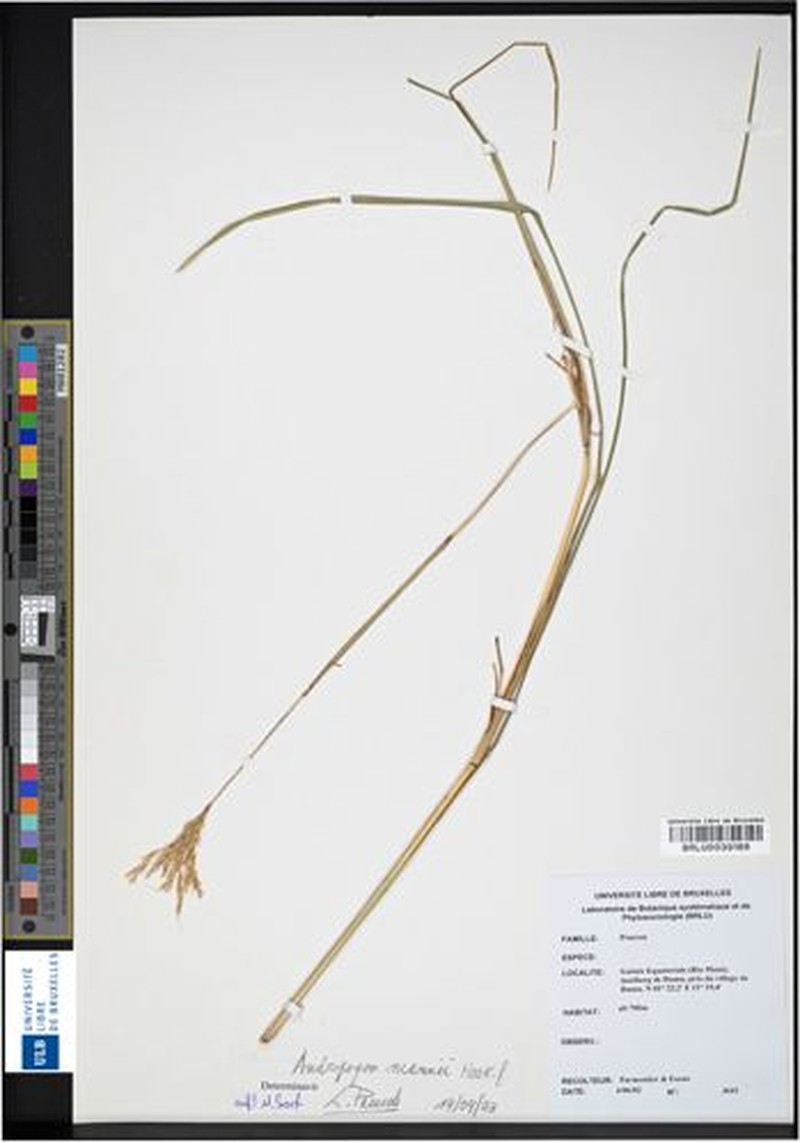 Andropogon mannii