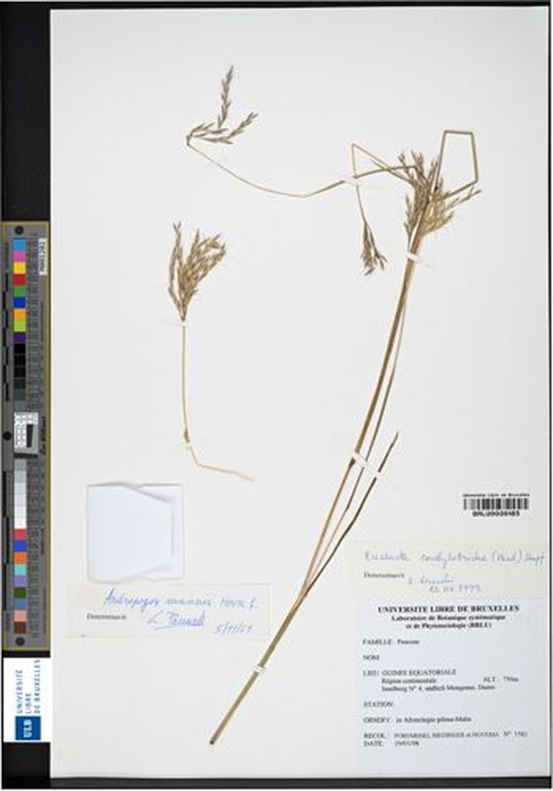 Andropogon mannii photo 2