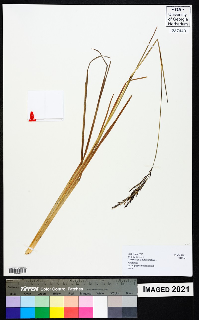 Andropogon mannii photo 3