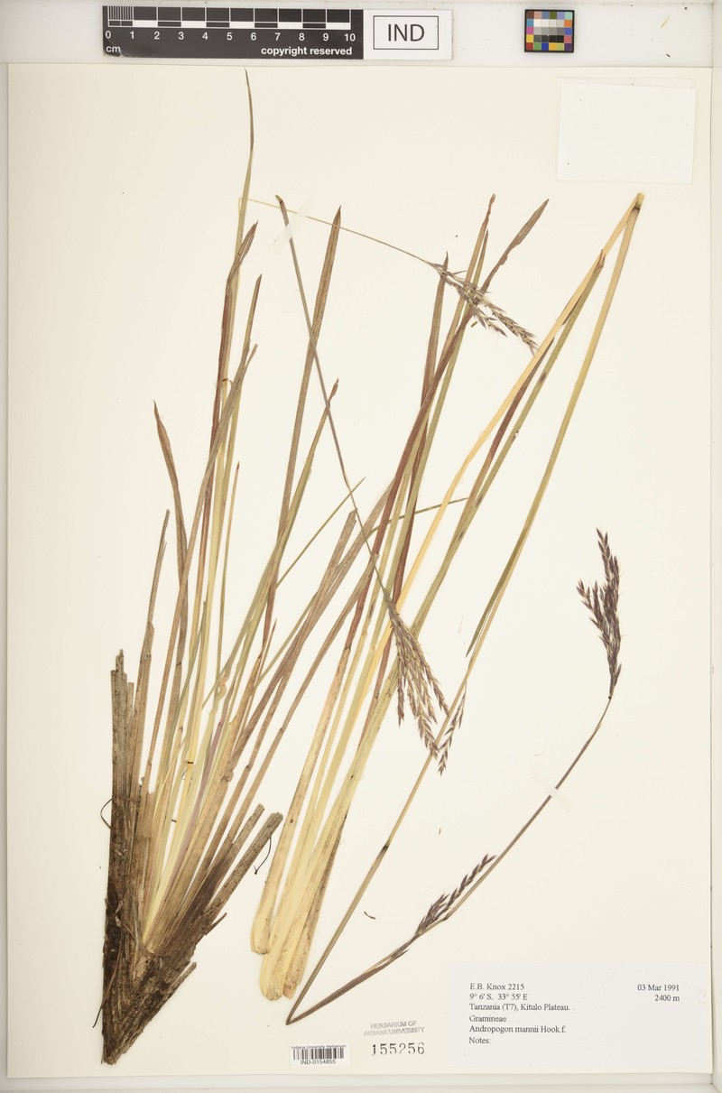 Andropogon mannii photo 4