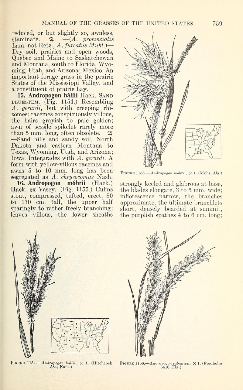 Mohr's Bluestem