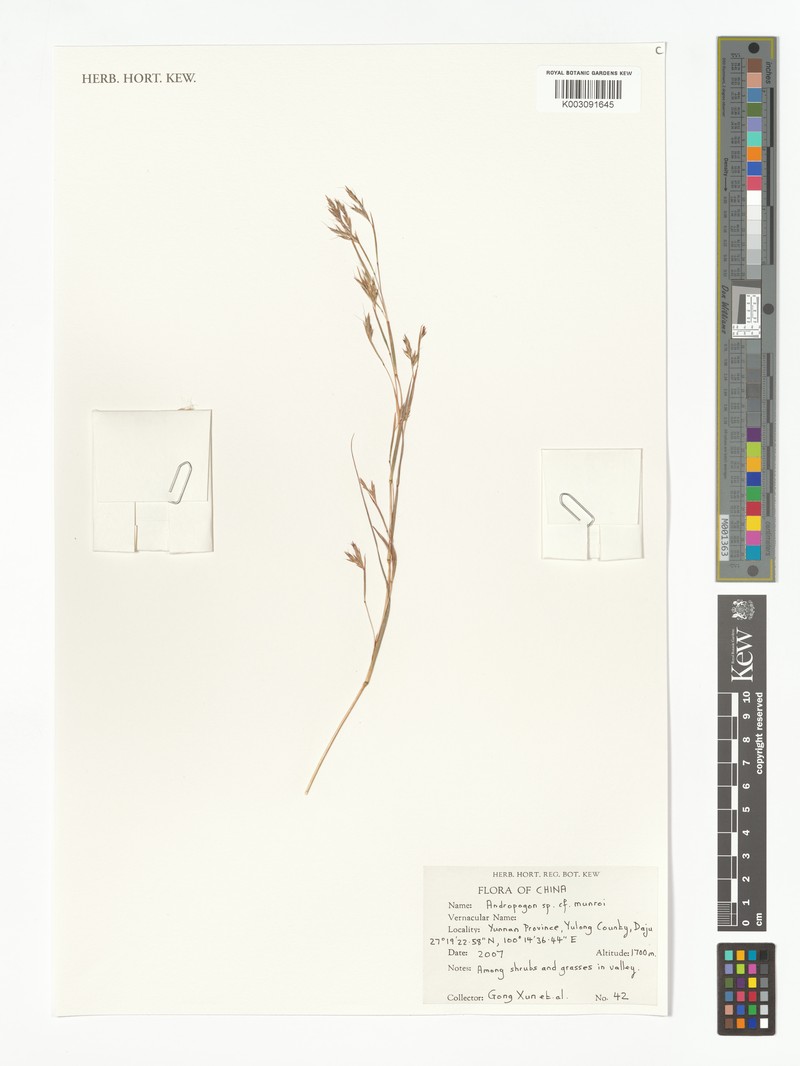 Andropogon munroi