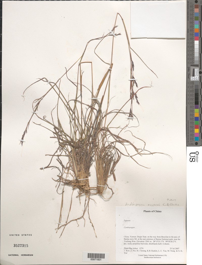 Andropogon munroi photo 2