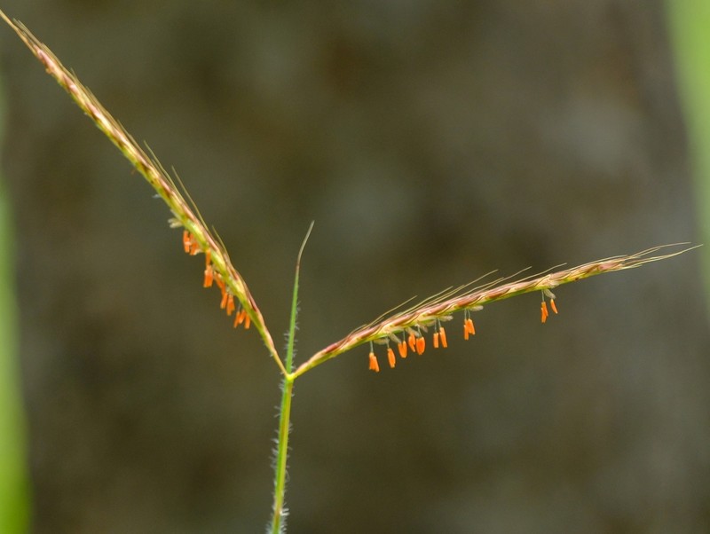 Andropogon perligulatus