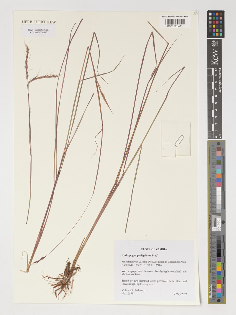 Andropogon perligulatus photo 2