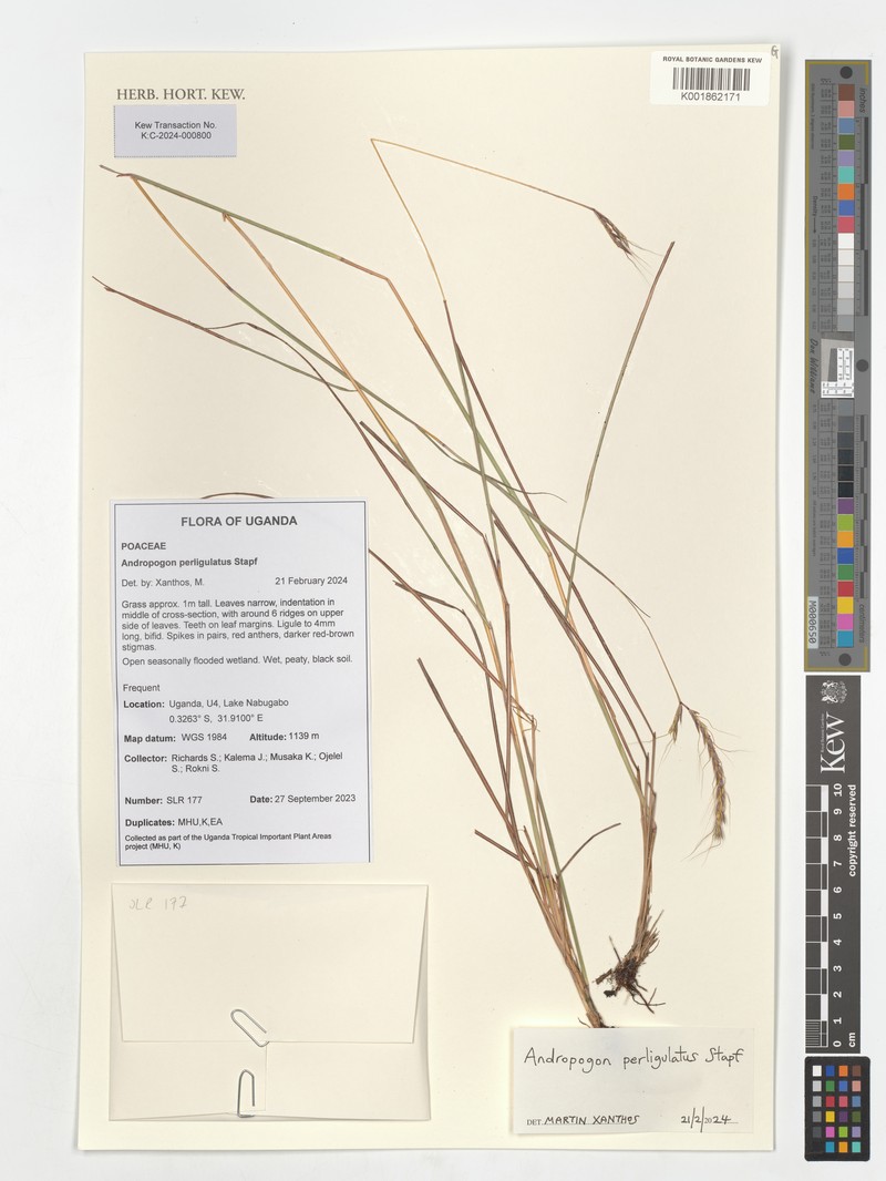 Andropogon perligulatus photo 3