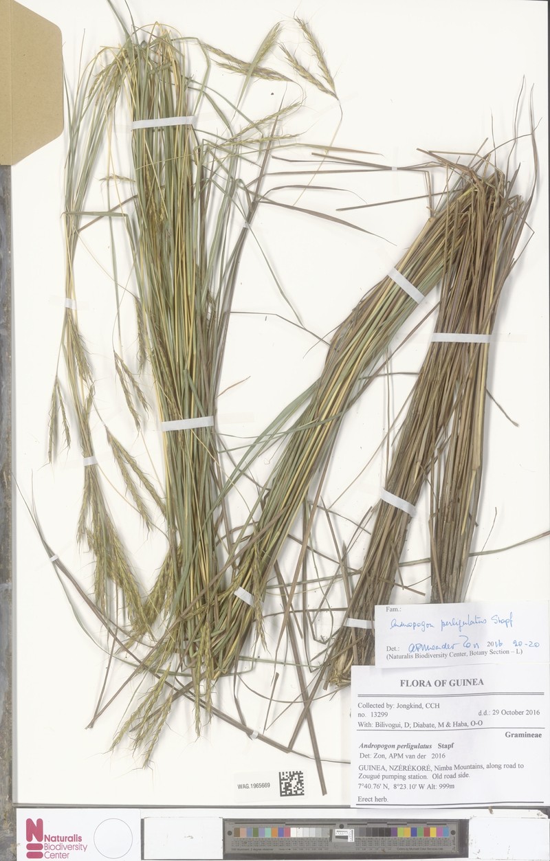 Andropogon perligulatus photo 4
