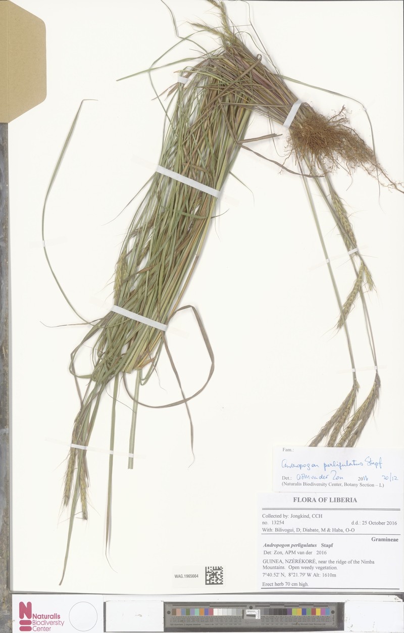 Andropogon perligulatus photo 5