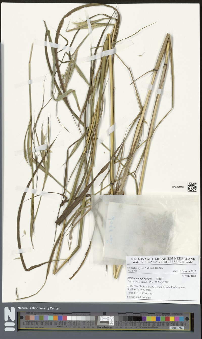 Andropogon pinguipes
