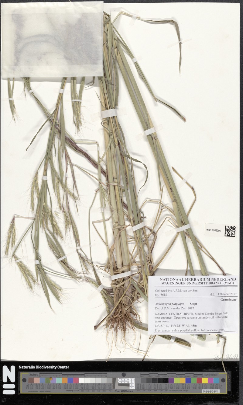Andropogon pinguipes photo 2