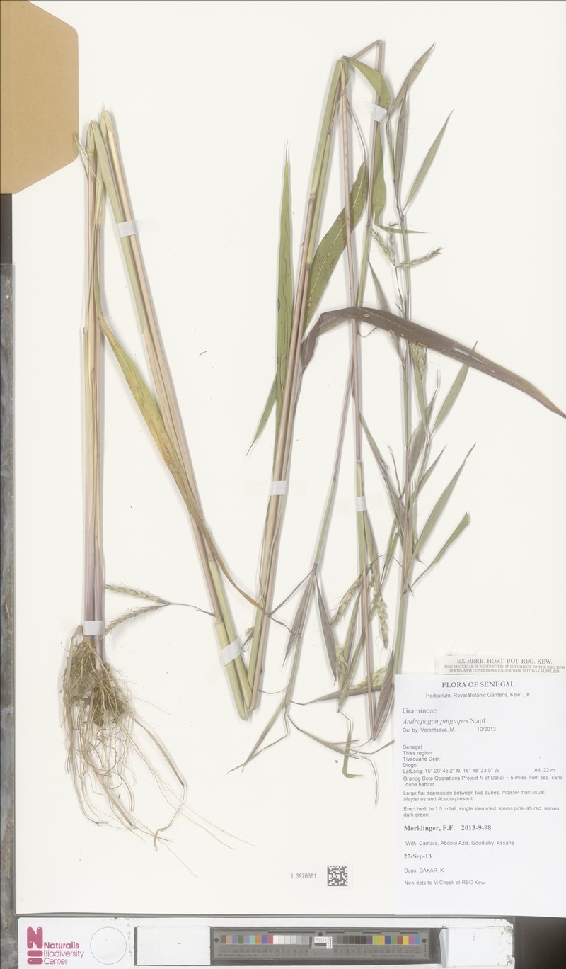 Andropogon pinguipes photo 3