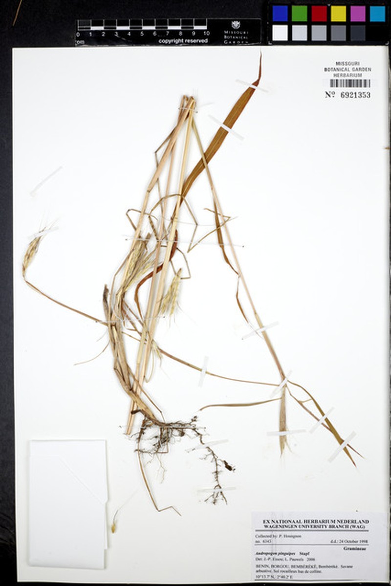 Andropogon pinguipes photo 4