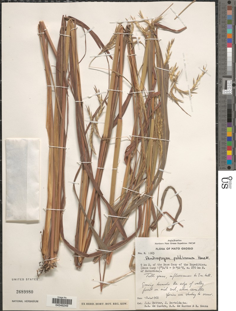 Andropogon pohlianus